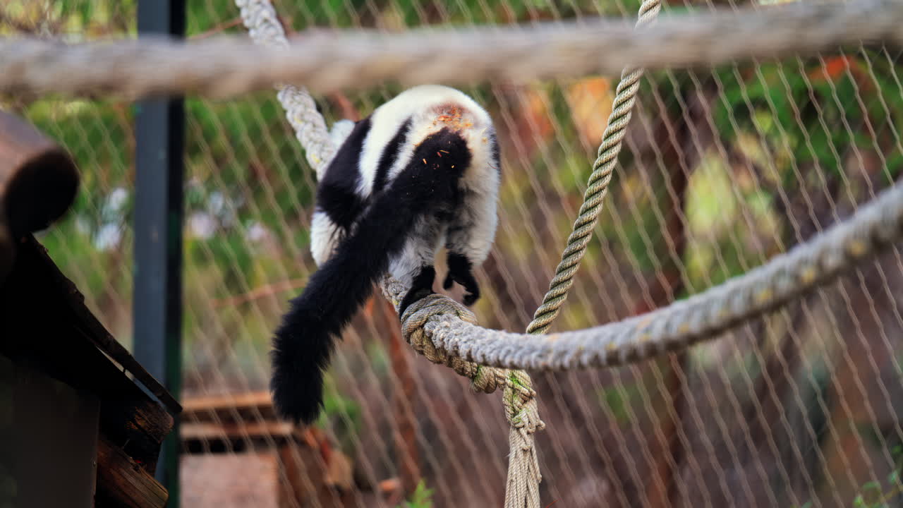 Close up of a black and white lemur moving on a suspended rope at the zoo