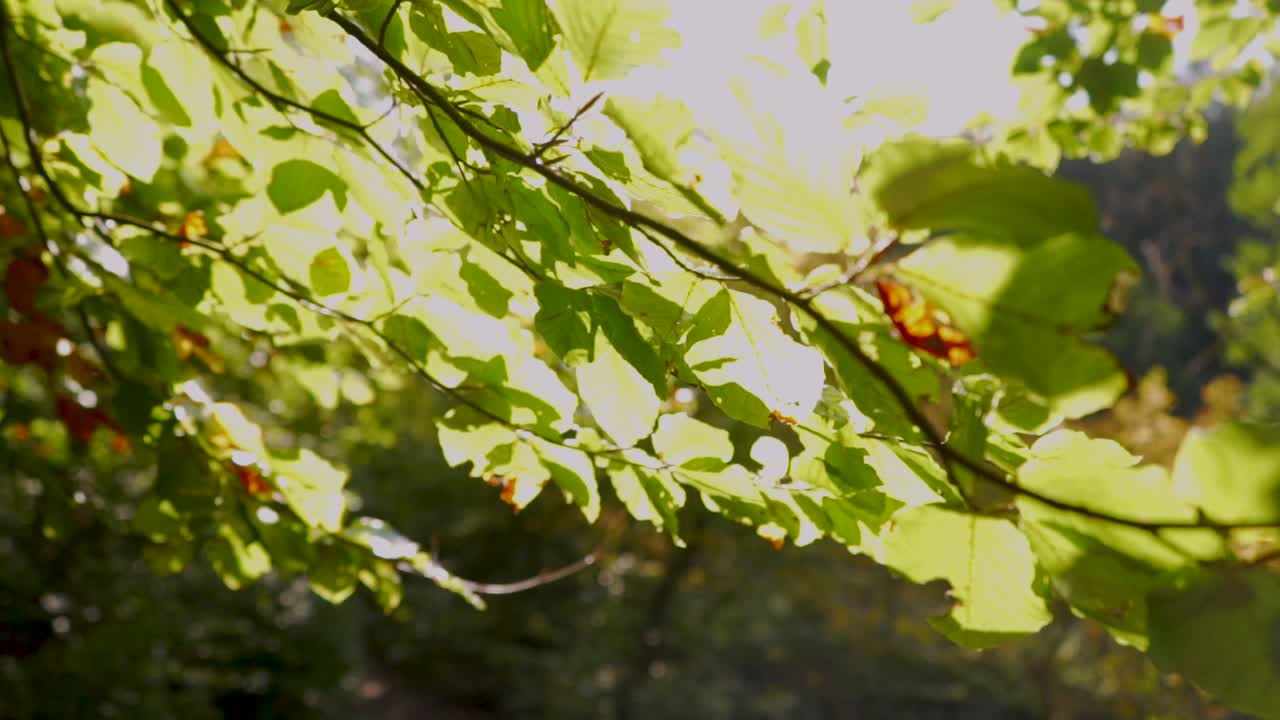 카메라가 숲에서 앞으로 나아갈 때 태양 광선이 나뭇잎을 통해 빛나고 있습니다.