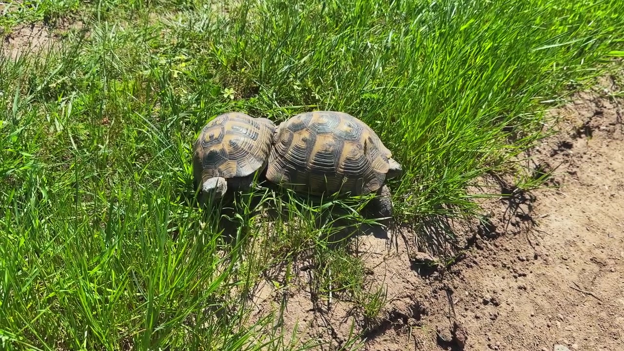 Two tortoises move slowly across green grass in a sunny garden setting during daytime in spring