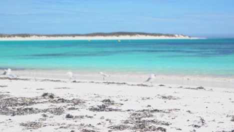 static shot of seagulls standing by the beautiful blue water of abrolhos island on a sunny day