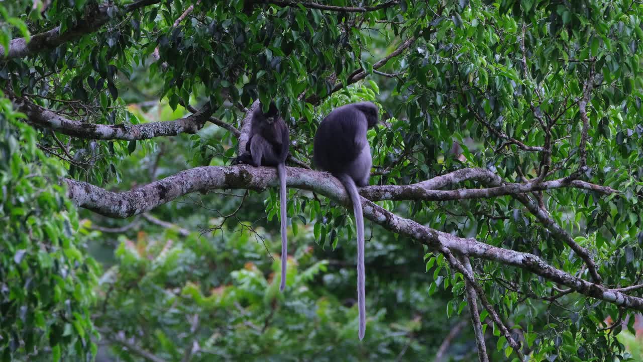 uno a la izquierda mirando hacia atrás, el otro mirando a la derecha mientras balancea sus colas, mono de hoja oscura trachypithecus obscurus, tailandia