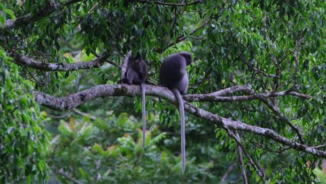 one on the left looking back the other looking to the right while swinging their tails, dusky leaf monkey trachypithecus obscurus, thailand