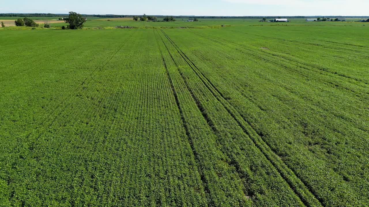Green farmer fields with distinctive rows
