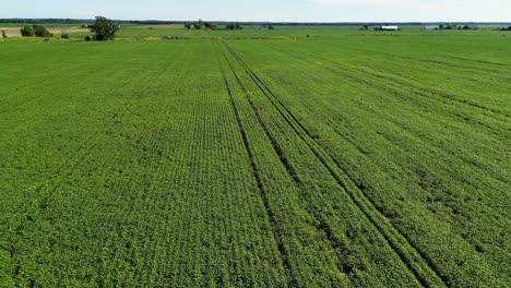 Green-farmer-fields-with-distinctive-rows