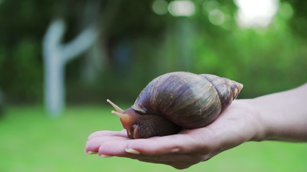 Snail on the palm of a woman. Giant African snail, Achatina fulica.