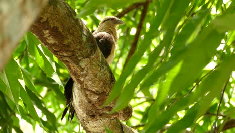 pájaro posado en una rama entre hojas de árboles