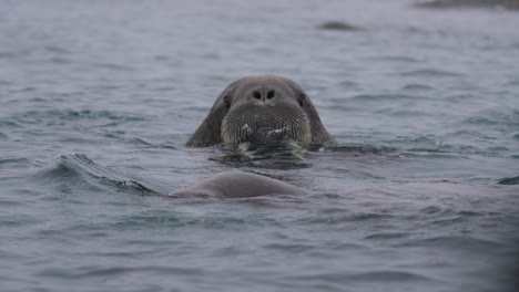 Walrosspaar-Schwimmt-Und-Taucht-Im-Kalten-Meerwasser,-Nahaufnahme-In-Zeitlupe