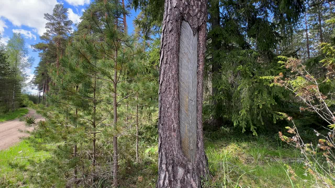 Old traces of notches on a pine tree trunk for resin collection. Estonia.