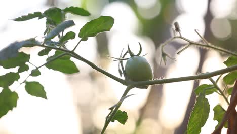 The-green-tomatoes-were-still-on-the-tree-with-a-golden-glow-in-the-afternoon