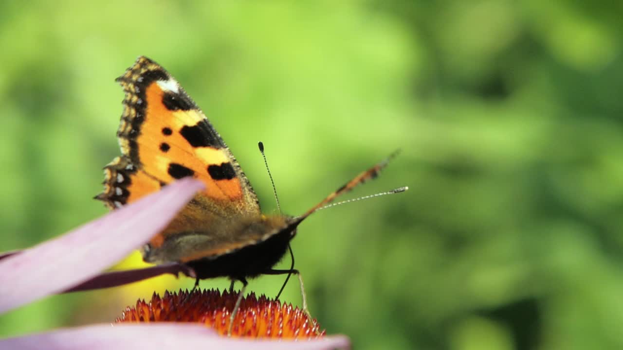 Primo piano macro di farfalla vanessa urticae arancione posata su fiore a cono viola che lo impollina.