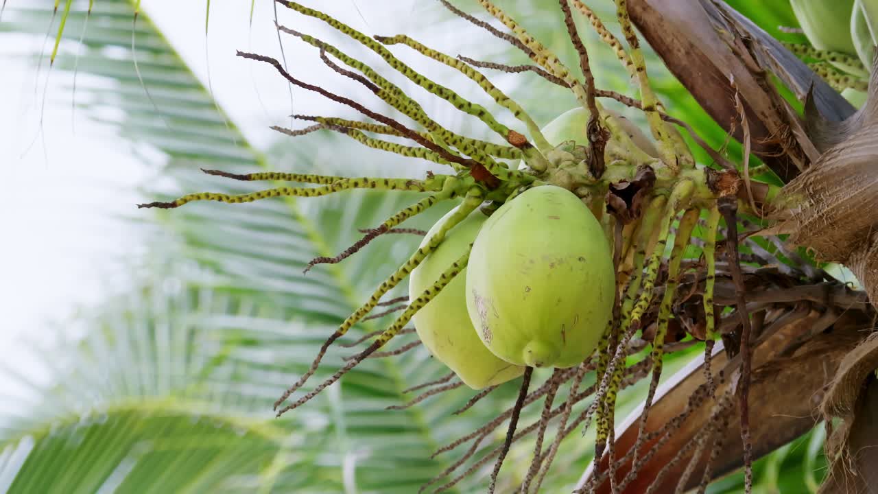 Explore the art of coconut harvesting in a lush tropical paradise showcasing sustainable practices in nature.