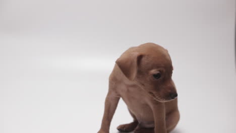 little, short and smooth coated miniature pinscher petted by male hand, white background