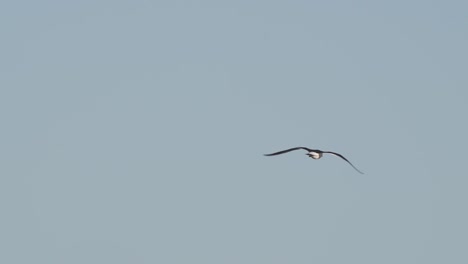 lone kelp gull, seen from behind, flies in clear blue sky