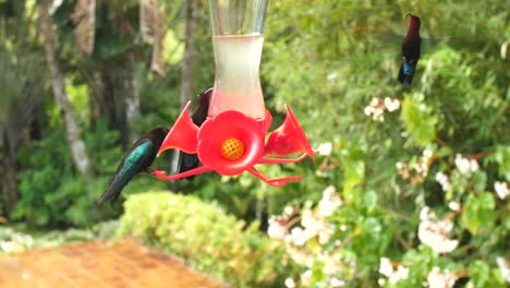 colibrí volando y comiendo bebiendo néctar en tiempo real