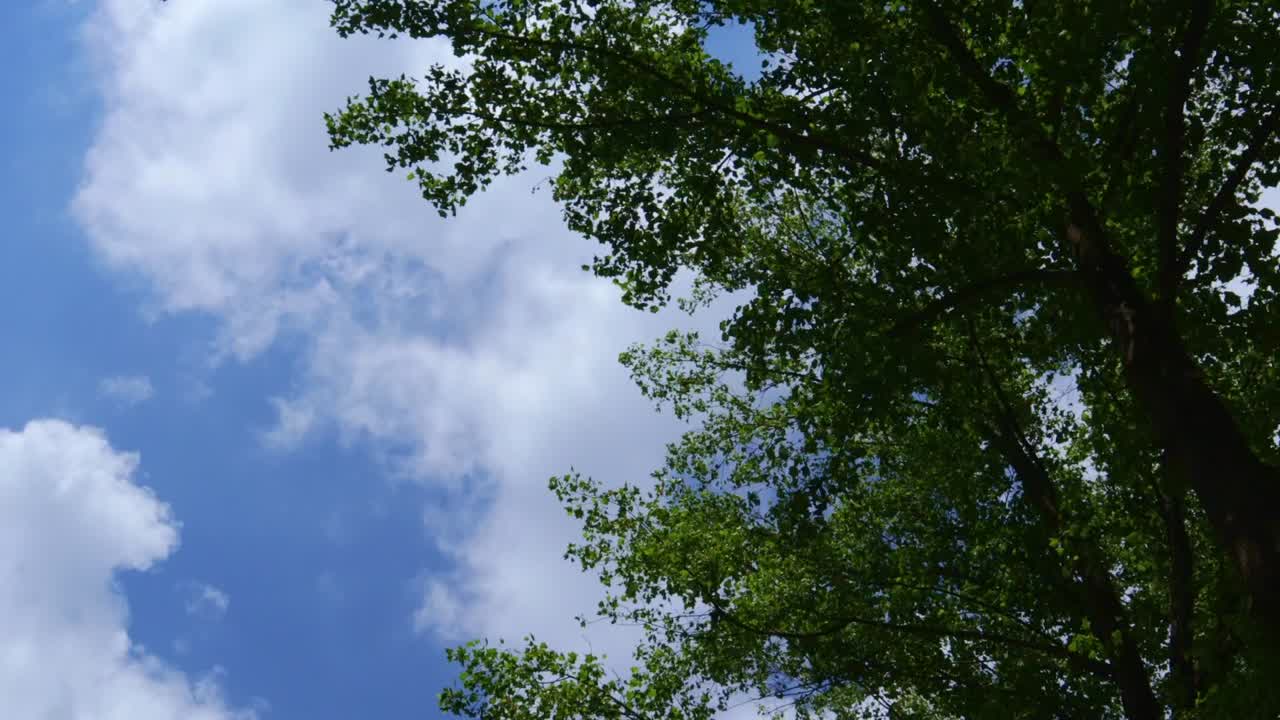White puffy clouds pass through the sky above a tall tree full of bright green leaves on a sunny summer day