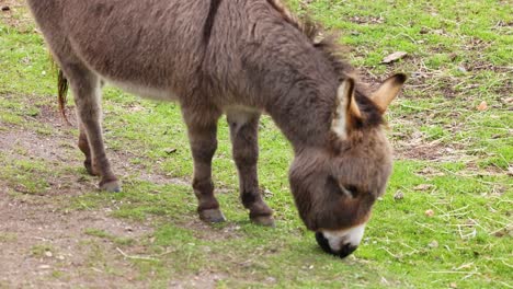 un burro pastando pacíficamente en la hierba