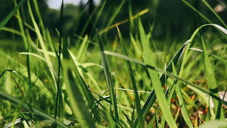 close-up of grass