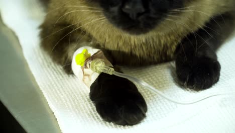 cat with a catheter in a vet at the clinic