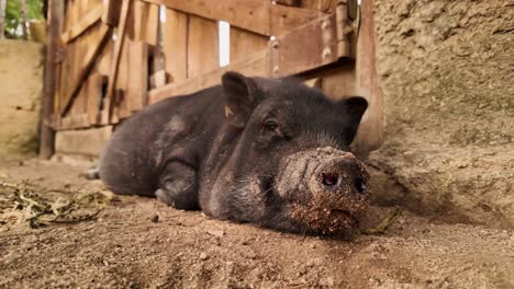 Dolly-Seitlich,-Schwarzes-Schwein,-Das-Auf-Erde-Liegt-Und-Im-Schatten-Ruht,-Zeitlupe