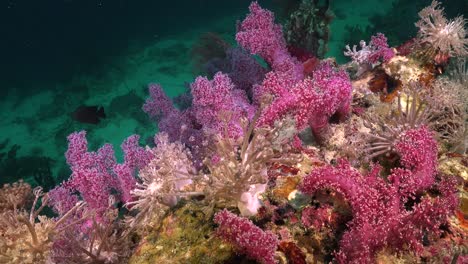 corales blandos rosados cortos y corales xenia sobre roca de coral en un arrecife submarino tropical