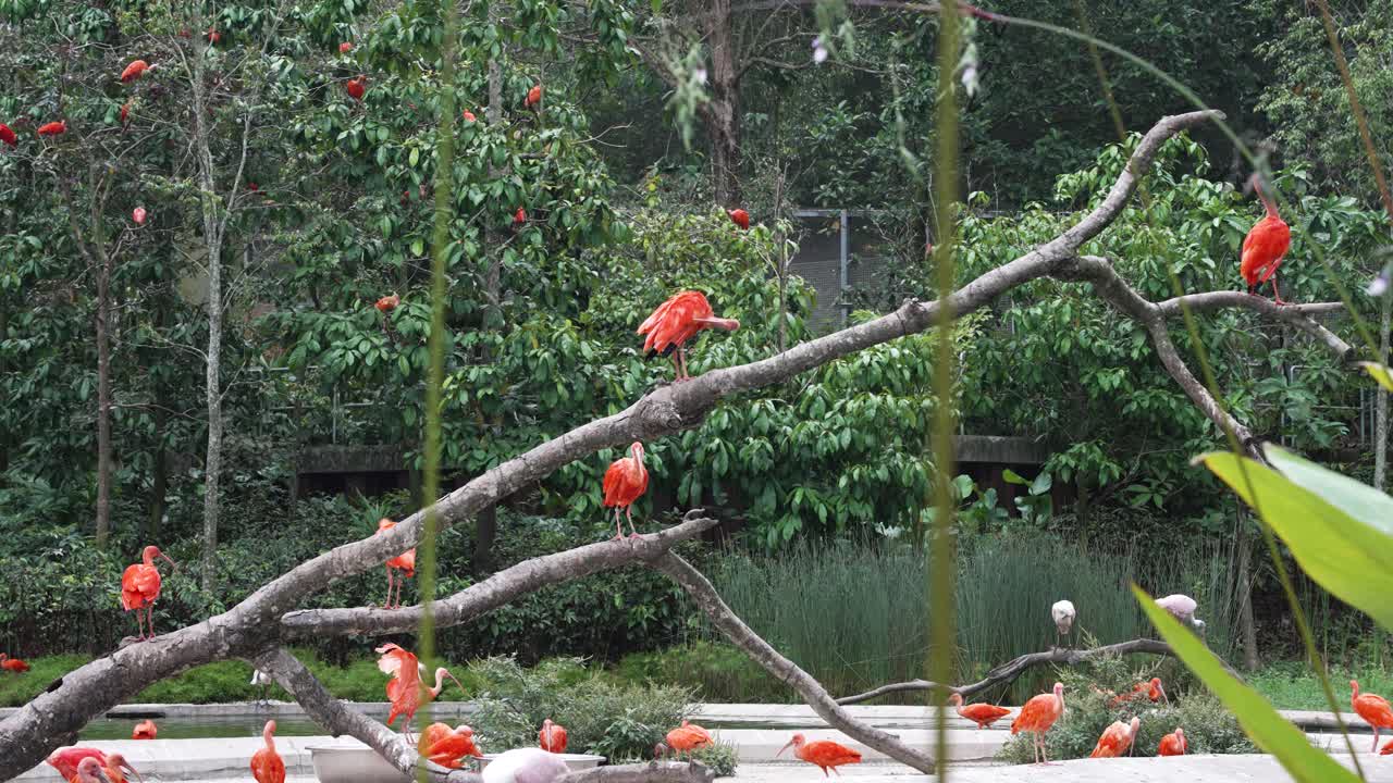grupo de pájaros ibis escarlata vistos posados en una rama larga en el zoológico con uno batiendo sus alas