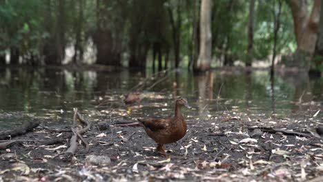 Un-Par-De-Patos-Saliendo-Del-Lago-Hacia-La-Tierra-Seca-Del-Parque