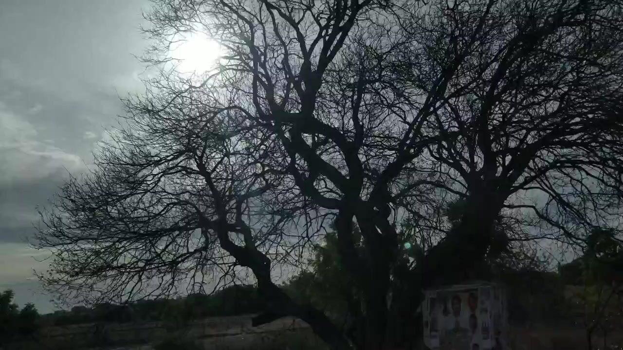 Un viaggio in autostrada ripreso con il sole che si muove tra alberi senza foglie. Durante la piena estate.