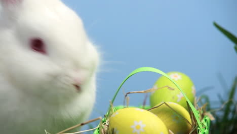 conejo blanco olfateando una canasta de huevos de pascua en la hierba