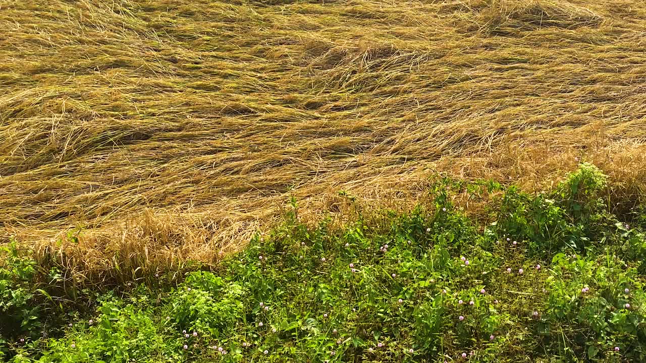 Paddy field and wildflowers after heavy storm and wind in Bangladesh South Asia, zoom out shot