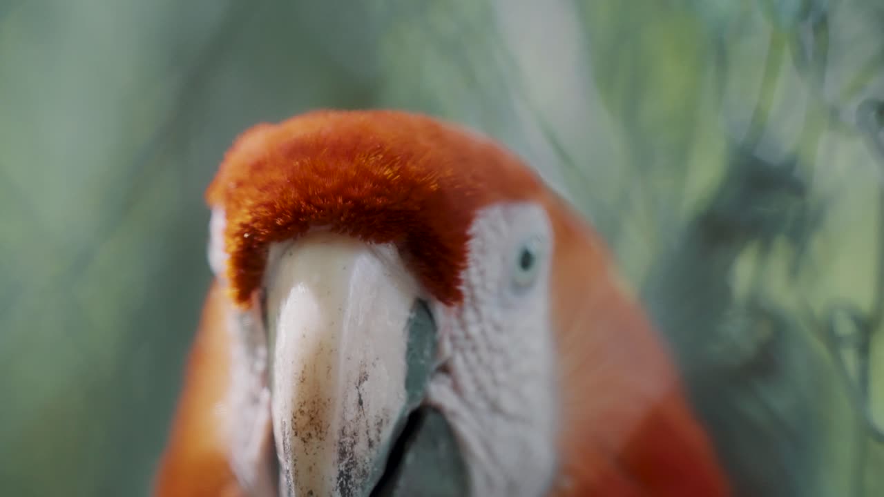 un primer plano de la cara de una guacamaya roja