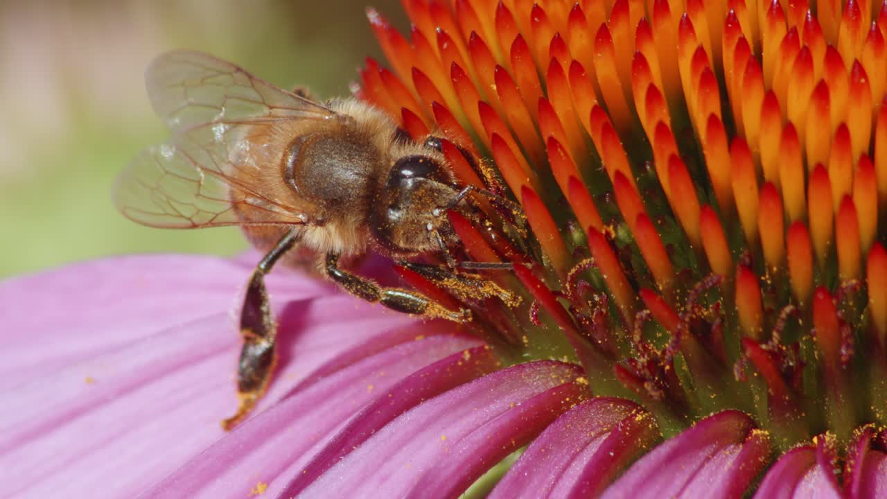 vista extrema de cerca de una abeja salvaje polinizando una flor y comiendo néctar-1