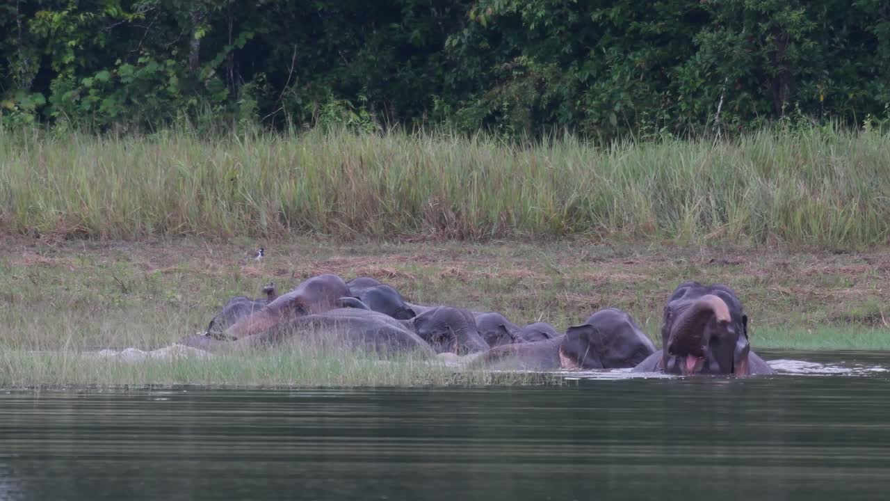 los elefantes asiáticos están en peligro y esta manada se divierte jugando y bañándose en un lago en el parque nacional khao yai