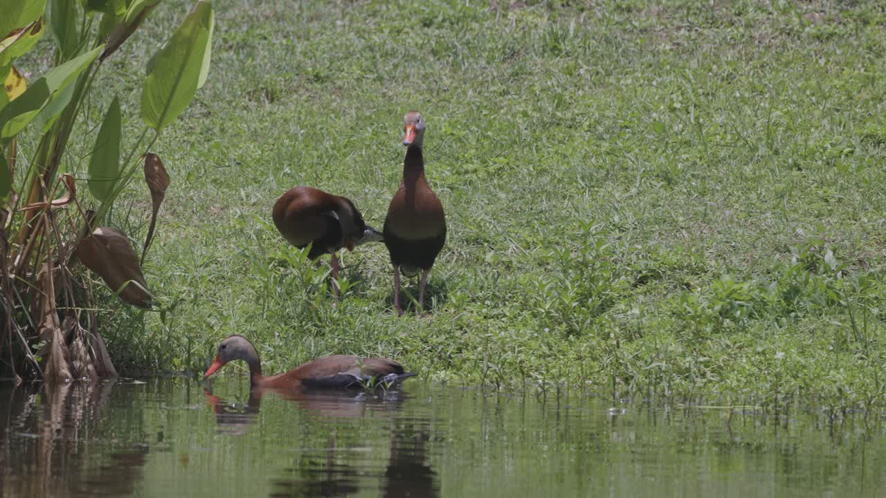 Due anatre fischiatrici pancianera stanno vicino all'acqua calma della palude circondate da una fitta e verde vegetazione acquatica