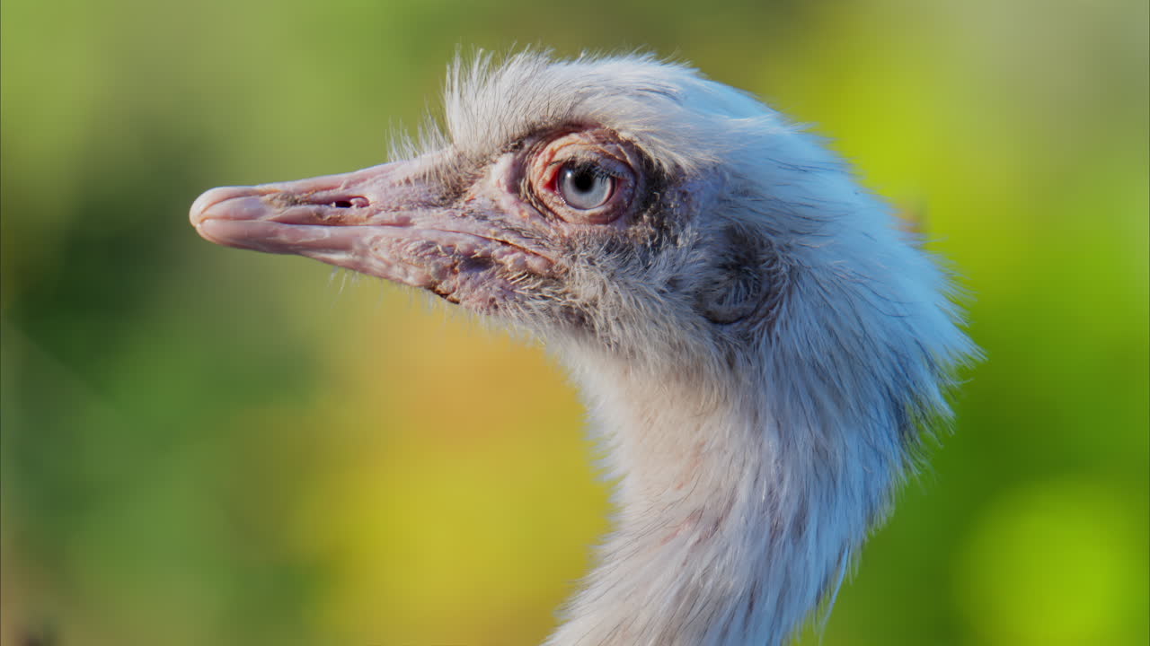 Close up of an ostrich's head on a blurred background