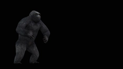 Ein-Heulender-Gorilla-Auf-Schwarzem-Hintergrund-Mit-Alphakanal-Am-Ende-Des-Videos,-3D-Animation,-Perspektivische-Ansicht,-Animierte-Tiere,-Nahtlose-Schleifenanimation