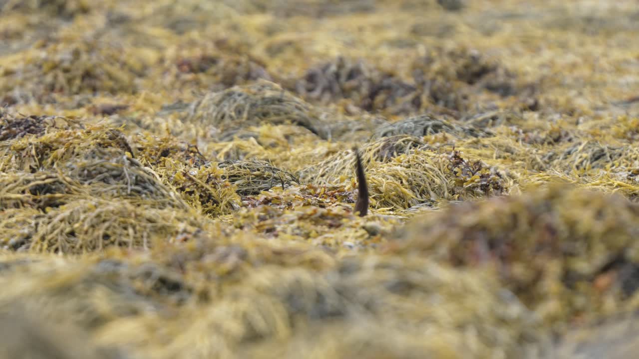궁리의 섬에 습지 잔디 땅을 통해 실행 귀여운 수달과 새끼