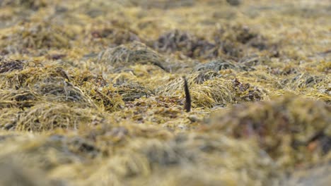 linda nutria y cachorros corriendo a través de terrenos pantanosos en la isla de mull