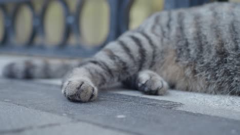 close-up of a gray tabby cat's paws