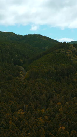 mountain forest landscape