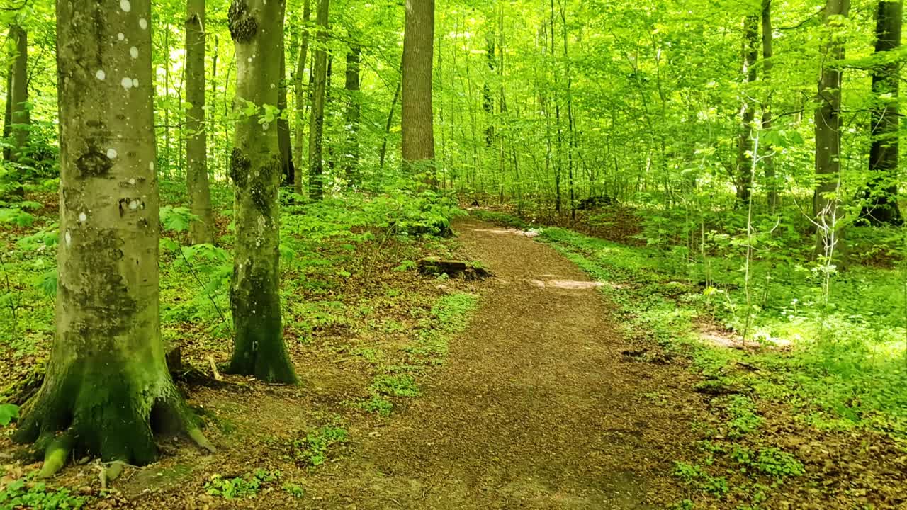밝은 빛으로 울창한 푸른 숲으로 아름다운 전망 깊은 그림자