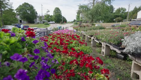 Flowers-on-display-at-a-garden-store