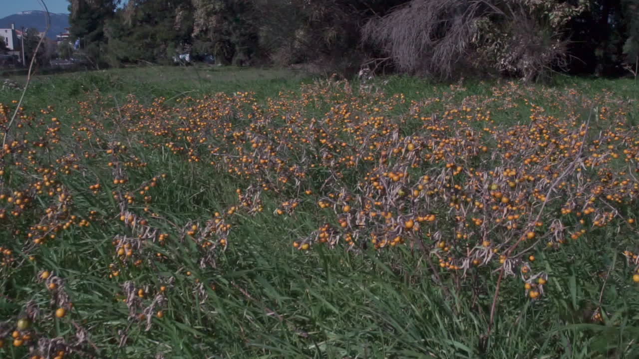 Follow shot at fields. Parnitha mountain,Athens, Greece