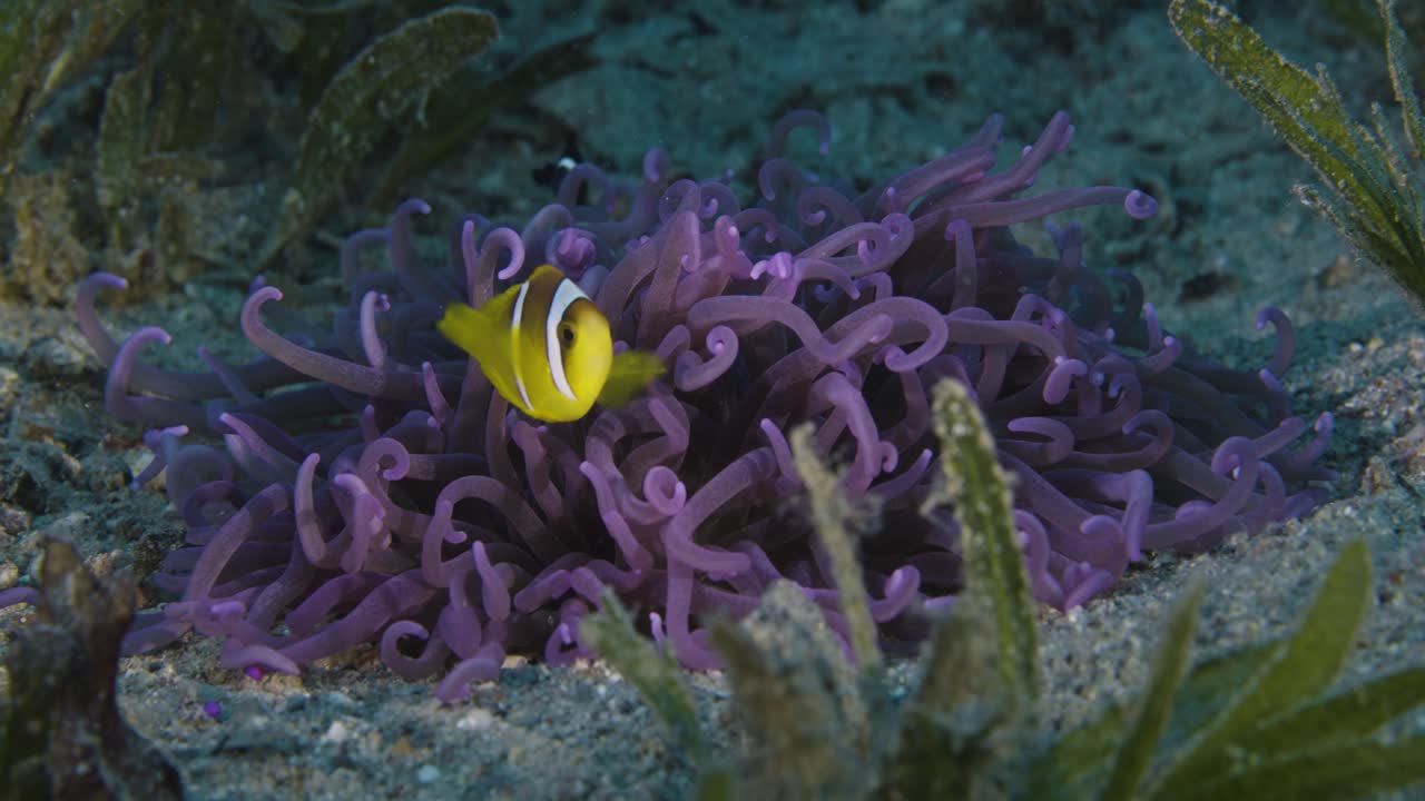A clownfish and it's red anemone