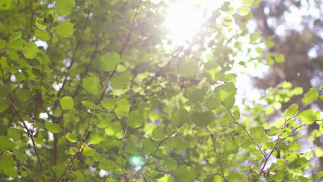 close up of sun shining through fresh green spring leaves on tree branches in forest