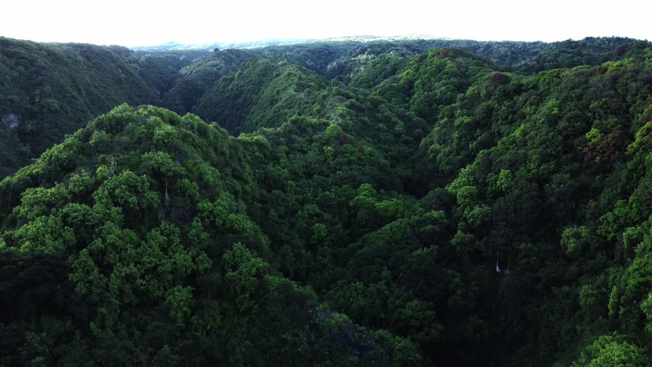 un dron aéreo captura la exuberante zona boscosa del este de maui, hawai, con densos doseles verdes que se extienden en todas direcciones, mostrando el vibrante y intacto desierto de la isla.