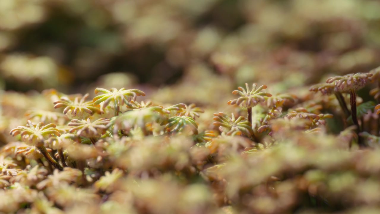 Pianta di epatica Marchantia polymorpha che cresce alla luce del sole