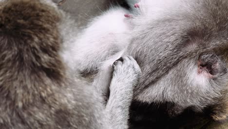 monkey-grooming-each-other-ubud-bali