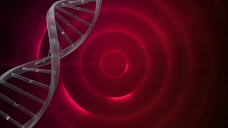 분홍색 빛나는 박이는 원 위에 회전하는 dna 가닥의 애니메이션