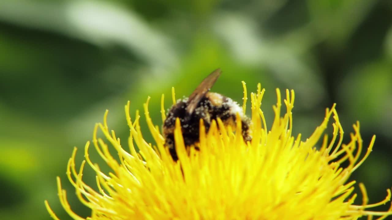 abejorro cubierto de polen en una flor amarilla de diente de león