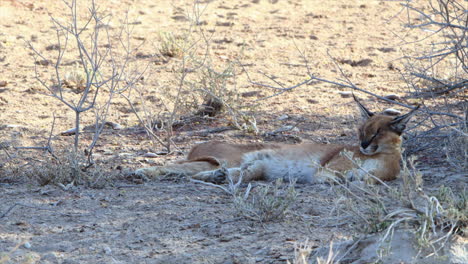 Der-Große-Karakal-Wird-Von-Fliegen-Geplagt,-Während-Er-Sich-Im-Schatten-Der-Kalahari-Entspannt